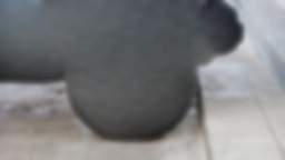 Jeep Gladiator Mojave 4x4 2026